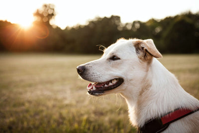 Was hilft gegen Mundgeruch beim Hund? Eine praktische Anleitung