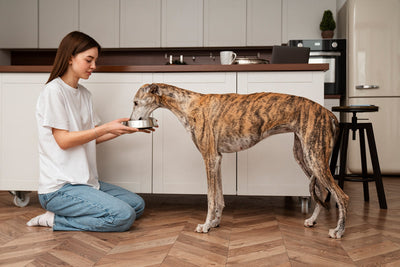 Was essen Hunde? Darauf solltest du unbedingt achten!