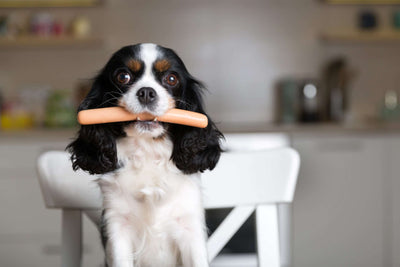 Mythos oder Wahrheit? Ist der Hund ein reiner Fleischfresser?