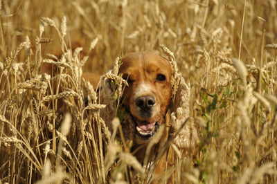 Grannen beim Hund: So schützt du deinen Vierbeiner