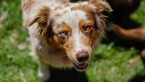 Australian Shepherd: Die 13 häufigsten Fragen