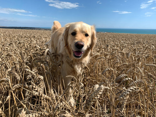 Glutenfreies Hundefutter von HelloBello - Alles Wichtige!